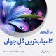 مراقبۀ «کامیاب‌ترین گلِ جهان»
