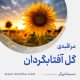 مراقبۀ «گلِ آفتابگردان»