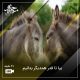 بیا تا قدر همدیگر بدانیم