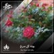 بوته گل سرخ