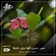 صبر , دیدن گلها میان خارها